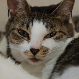 猫・子茶