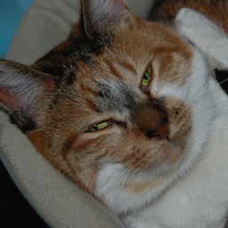 猫・チビ
