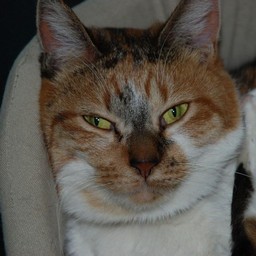 猫・チビ