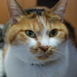 猫・シーラ