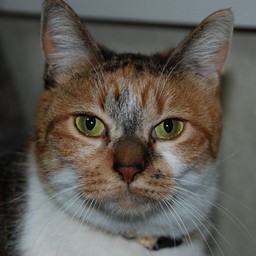 猫・チビ