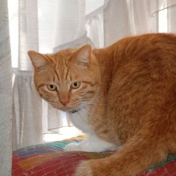 猫