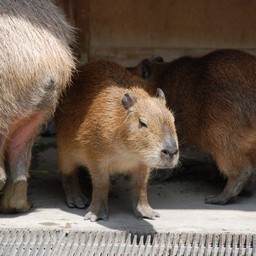 カピバラ