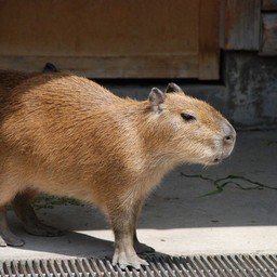 カピバラ