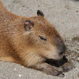 カピバラ