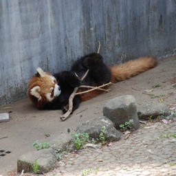 レッサーパンダ