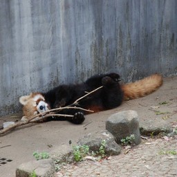 レッサーパンダ