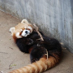レッサーパンダ
