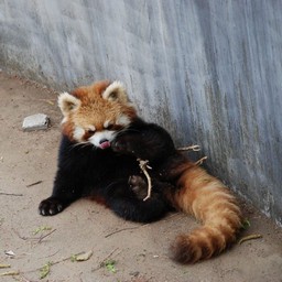 レッサーパンダ