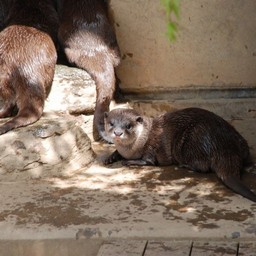 カワウソ