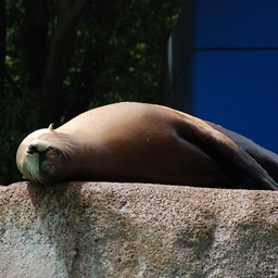アシカ
