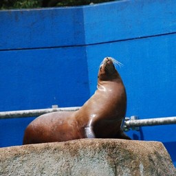 アシカ