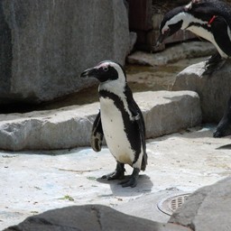 ペンギン