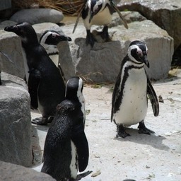 ペンギン