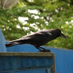 カラス