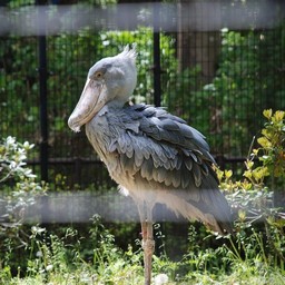 ハシビロコウ