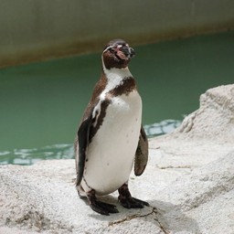 ペンギン