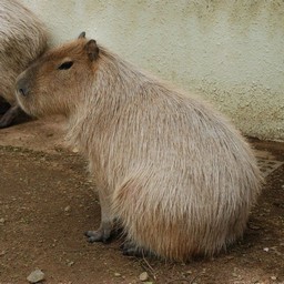 カピバラ