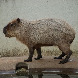 カピバラ