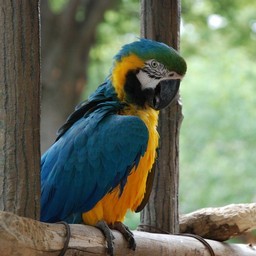 インコ