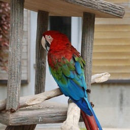 インコ