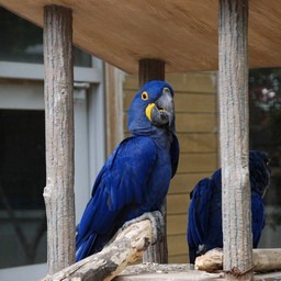 インコ
