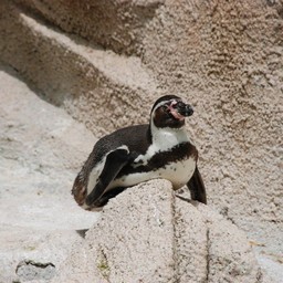 ペンギン