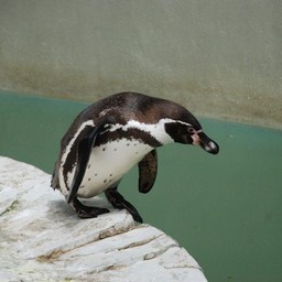 ペンギン
