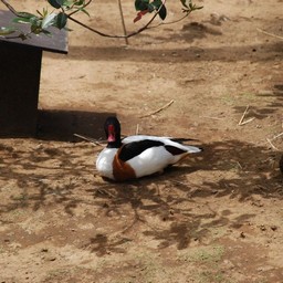 カモ