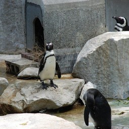 ペンギン