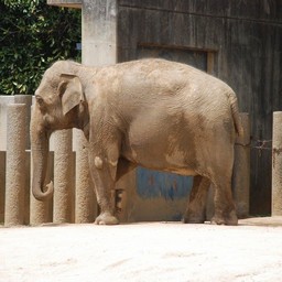 ゾウ