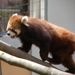 レッサーパンダ