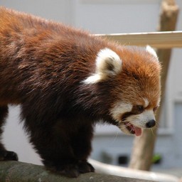 レッサーパンダ