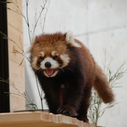 レッサーパンダ