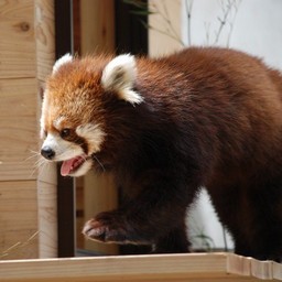 レッサーパンダ
