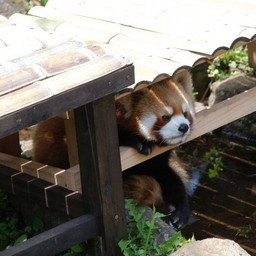 レッサーパンダ