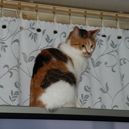 猫・シー