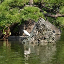 シロサギ