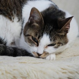 猫・こちゃ