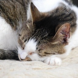 猫・こちゃ