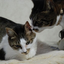 猫・こちゃ