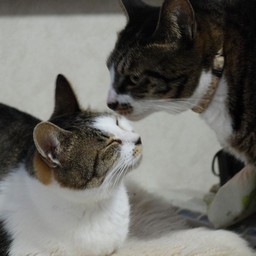 猫・こちゃ