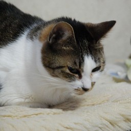 猫・こちゃ