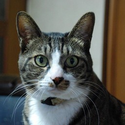 猫・みっちょん