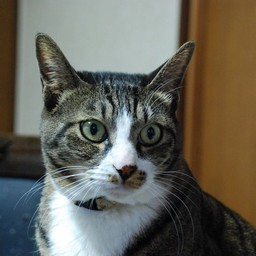 猫・みっちょん