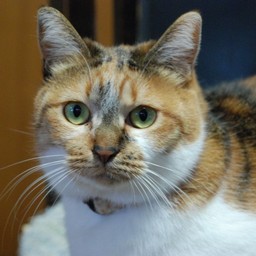 猫・ちびちょん