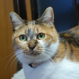 猫・ちびちょん