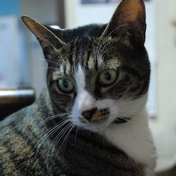 猫・みっちょん