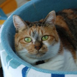猫・ちびちょん