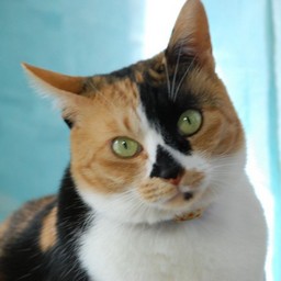 猫・ラム
